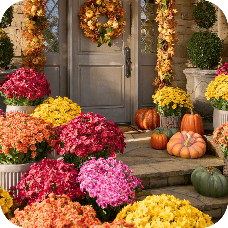 🏆Flash Sale⚡ 50K+ SOLD! 🌼Artificial Outdoor Sunset Mums Flowers
