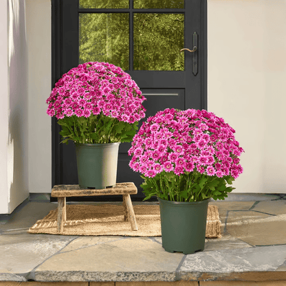 🏆Flash Sale⚡ 50K+ SOLD! 🌼Artificial Outdoor Sunset Mums Flowers