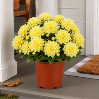 Soft Yellow