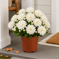 Ivory White